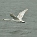 Swan in flight by orchid99
