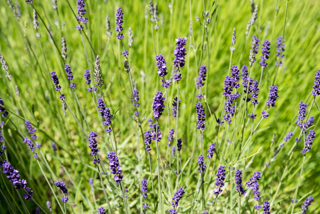 A Year of Days: Day 178 - Today is Lavender Day! by vignouse