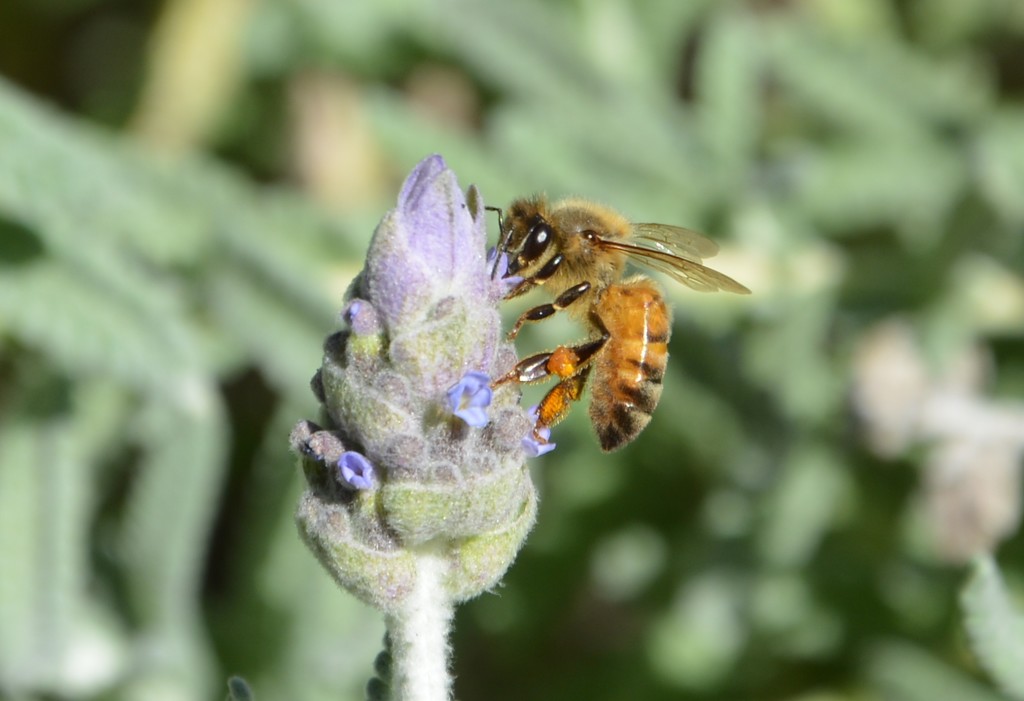 Busy bee DSC_3869 by merrelyn