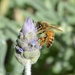 Busy bee DSC_3869 by merrelyn