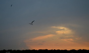 28th Jun 2015 - Sunset and gulls, Bowen's Island, SC
