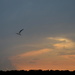 Sunset and gulls, Bowen's Island, SC by congaree