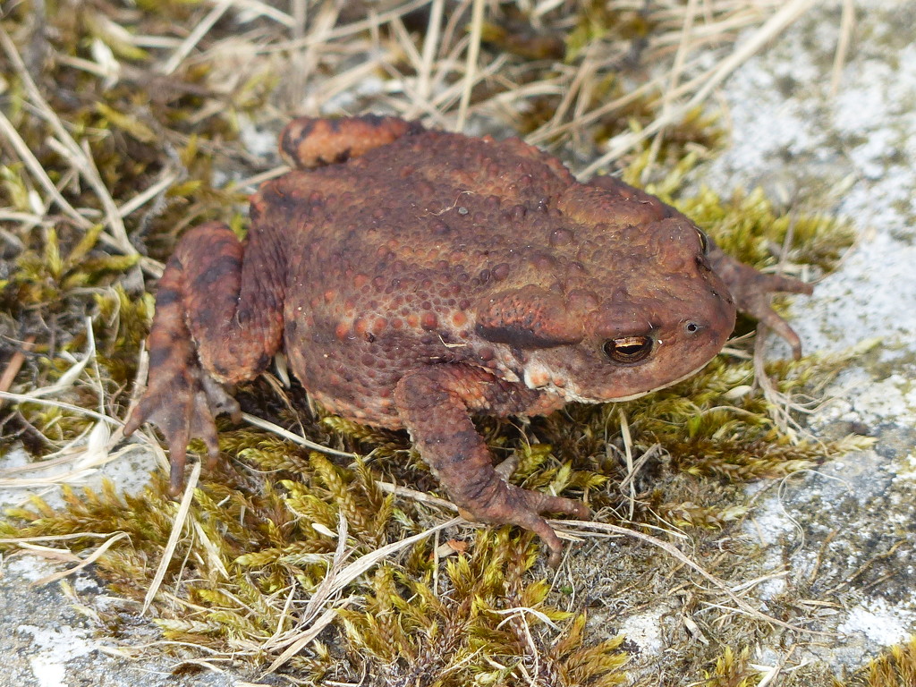  Common Toad by susiemc