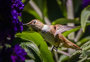 28th Jun 2015 - Hummingbird Exstacy