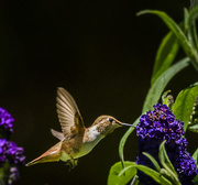 28th Jun 2015 - This Hummer Thinks He Is a Butterfly 