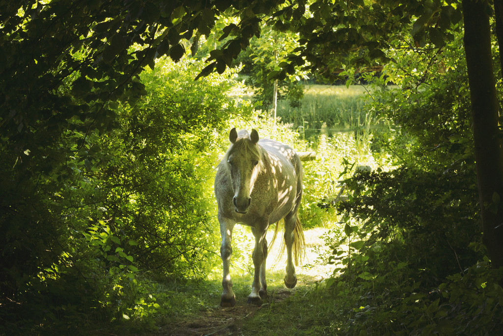 Summer in horsey land by lily