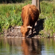 26th Jun 2015 - Highland cow
