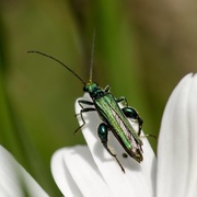 28th Jun 2015 - Thick-Legged Flower Beetle