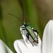 Thick-Legged Flower Beetle by barrowlane