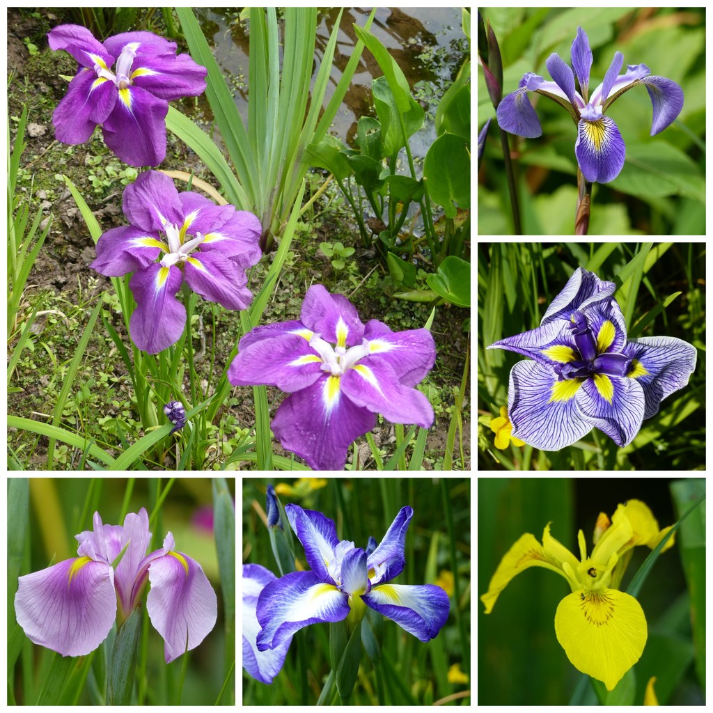 Iris at Westonbury Mill Water gardens by susiemc