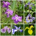 Iris at Westonbury Mill Water gardens by susiemc