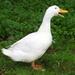 Quack!! by dragey74
