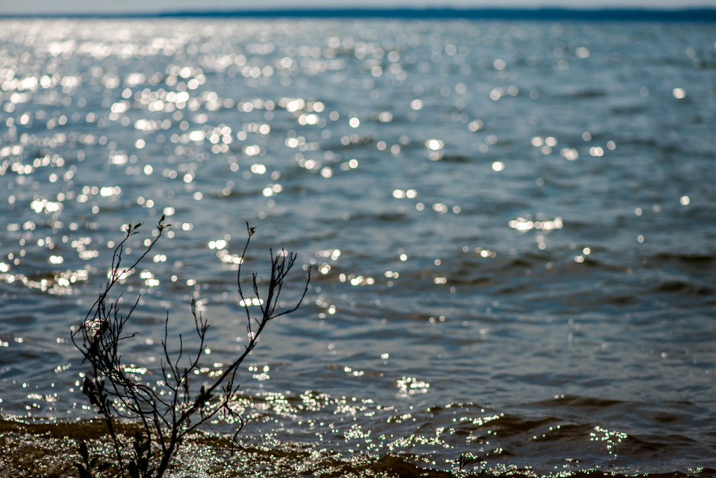 Lake Michigan has Become Lake Bokeh by taffy