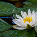 Water Lily by ckwiseman