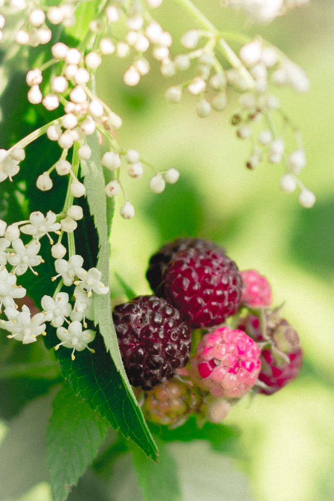 raspberries and white floral by jackies365