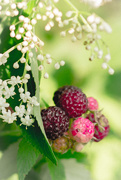 28th Jun 2015 - raspberries and white floral