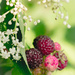 raspberries and white floral by jackies365