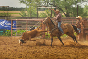 27th Jun 2015 - Calf roping