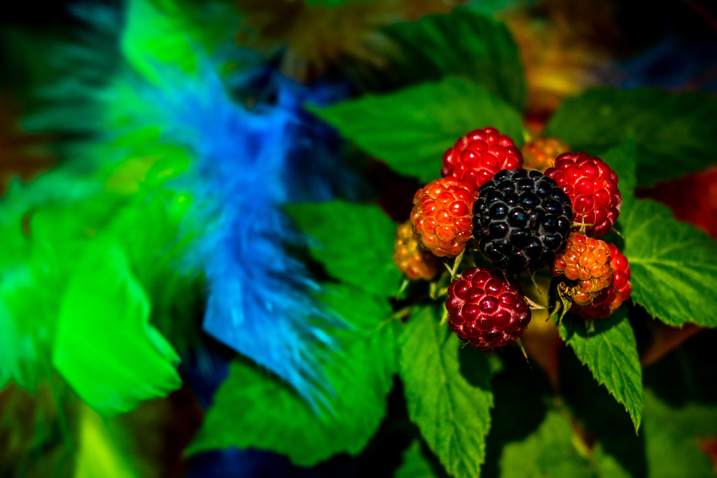 30dayswild raspberries! by jackies365