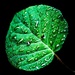 Leaf, Rain, Fly! by ukandie1