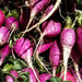 Radish in the Plural! by ukandie1