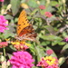 A Gulf Fritillary Butterfly  by markandlinda