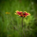 Wildflower by rosiekerr