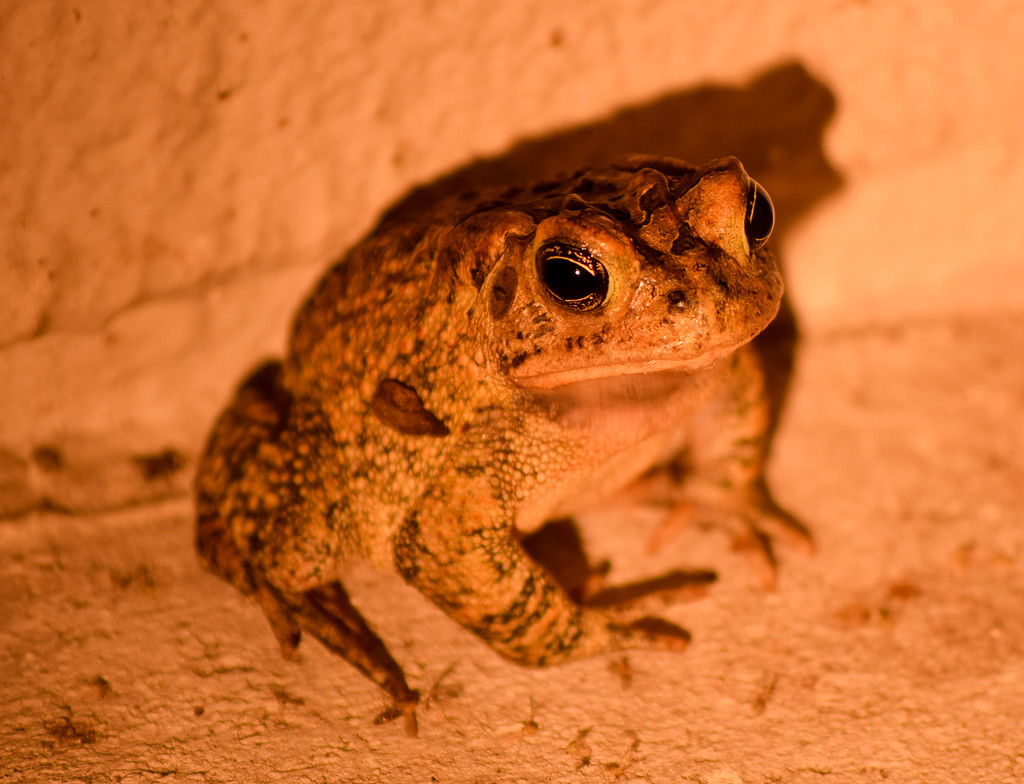 Night Frog by rickster549
