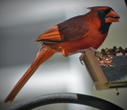 28th Jun 2015 - Sunday Cardinal