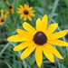 Black Eyed Susan by lsquared