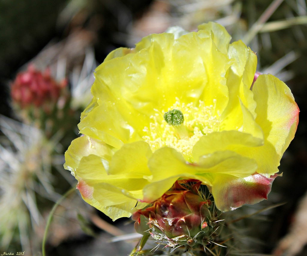 Yellow Cactus Flower by harbie