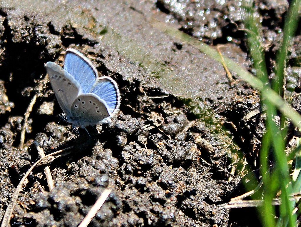 Little Blue Butterfly by harbie