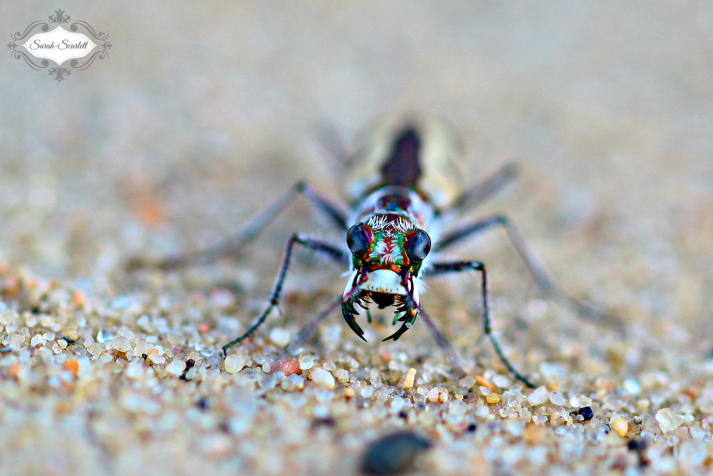 Tiger Beetle by sarahlh