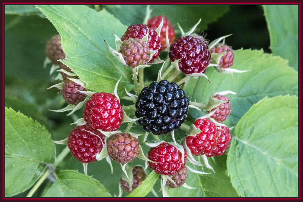 Black Raspberries by dakotakid35