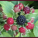 Black Raspberries by dakotakid35