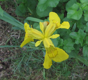 19th Jun 2015 - Yellow iris (Iris pseudacorus) - Keltakurjenmiekka, Svärdslilja 