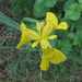 Yellow iris (Iris pseudacorus) - Keltakurjenmiekka, Svärdslilja  by annelis