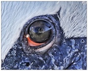 28th Jun 2015 - Eye of the Pelican