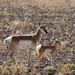 pronghorn by aecasey