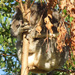 Don't kill the trees! by koalagardens
