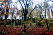 13th Nov 2010 - Autumn Forest