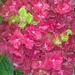 Flowers - Hydrangea by cataylor41