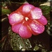 Hipstamatic Flower by jeffjones