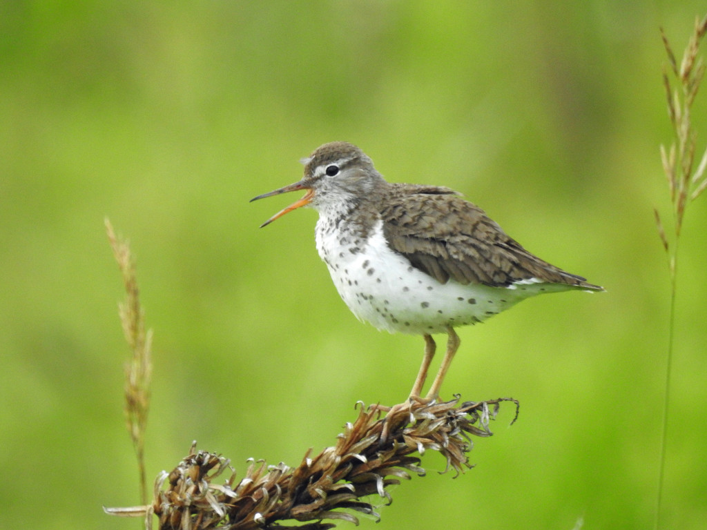 Spotted Sandpiper (Breeding) by rminer