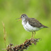 Spotted Sandpiper (Breeding) by rminer