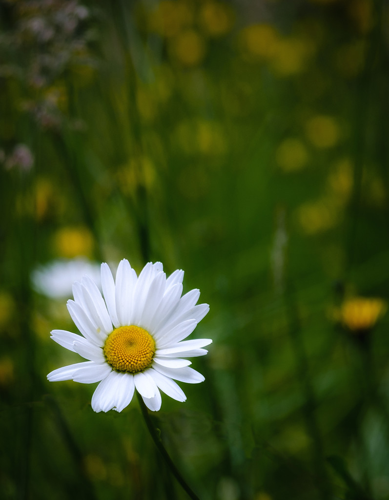 Daisy Amongst Dandelions by jgpittenger
