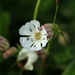Sea Campion by lifeat60degrees