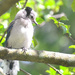 Baby Blue Jay by mhei