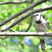 Parent Blue Jay by mhei