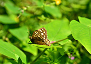 29th Jun 2015 - Butterfly on a leaf